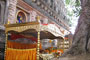 The holy Bodhi tree (Sri Maha Bodhi), one of the most sacred of the four pilgrimage sites.